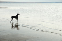 a dog on a beach 