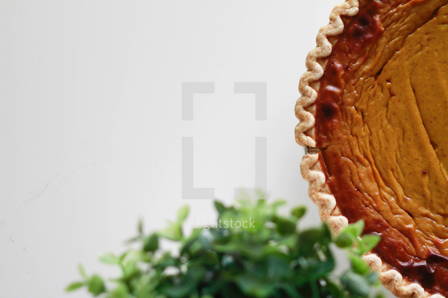 pumpkin pie and house plant 