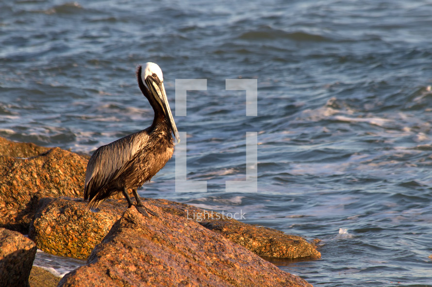 pelican on a rock 