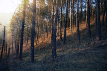 trees on a slope in a forest 