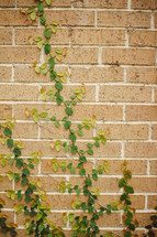 ivy growing up the side of a brick wall 