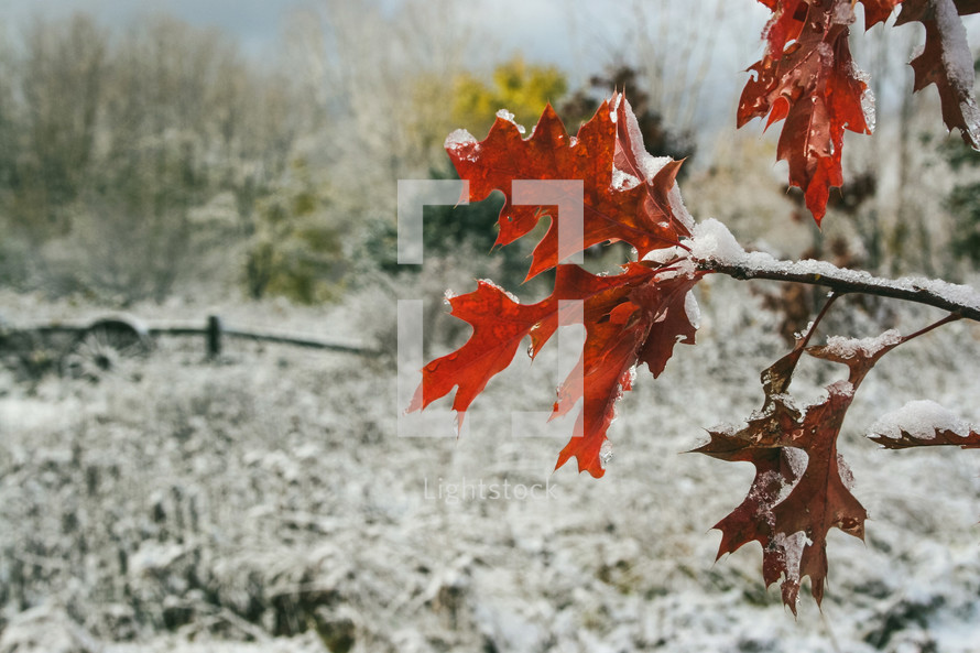 first snow on fall leaves