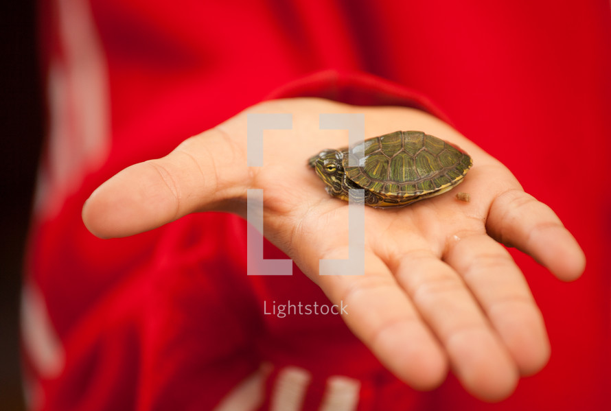 child holding a baby turtle 