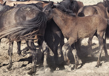 group of horses 