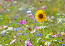 field of wildflowers 