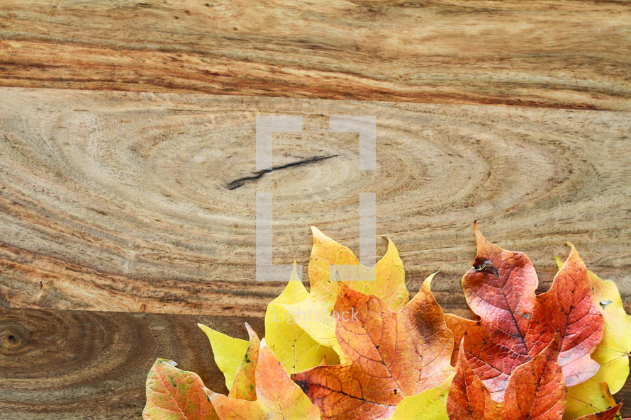 fall leaves on wood 