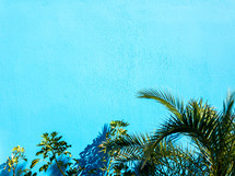 tropical plants against a turquoise background 