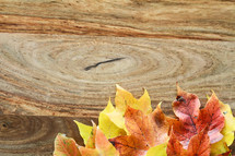 fall leaves on wood 