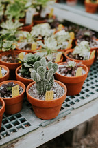potted cactus and succulent plants 