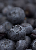 blueberries closeup 