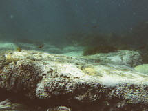 coral under water 