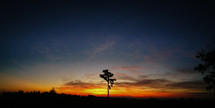 a tree silhouette against a sky at sunset 