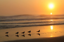 sea gulls standing on wet sand on a beach 
