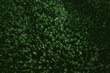 aerial view over an evergreen forest 
