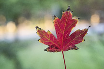red fall leaf 