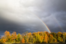 rainbow over a forest 