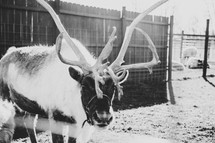 Reindeer in a pen - black and white