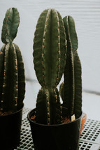 potted cactus 