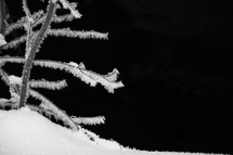 snow on branches 