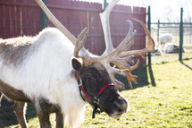Reindeer in a pen with Christmas bridle