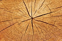 cracked tree stump
