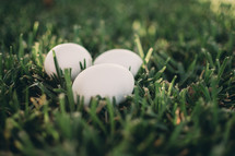 Eggs in green grass