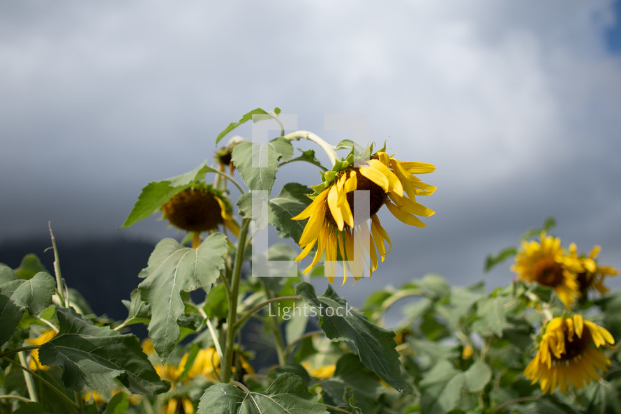 wilted sunflowers 