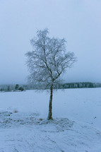 winter tree in the snow 