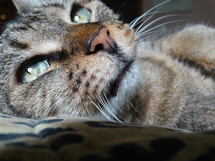 Close up of face of brown tabby cat with green eyes looking towards light