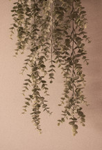Hanging Plant 