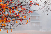 orange leaves on a tree and fog 
