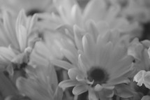 daisies in black and white 