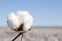 cotton plant 