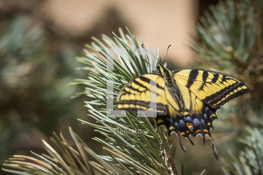 butterfly on pine 