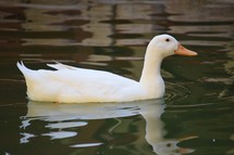 white duck on a pond 