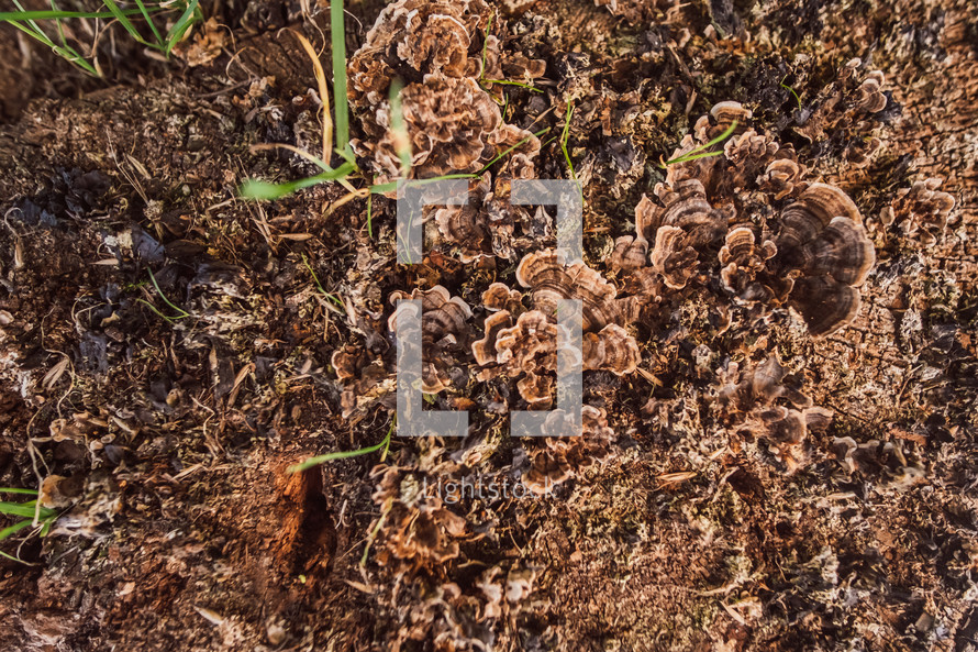 brown lichen 