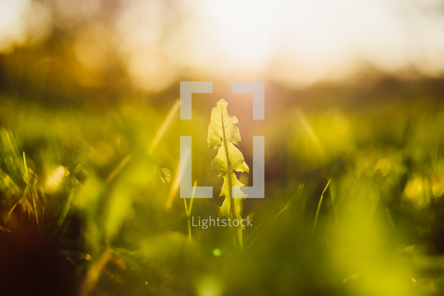 sunlight on green grass
