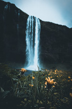dandelions in front of a waterfall 