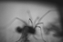 out of focus spider 