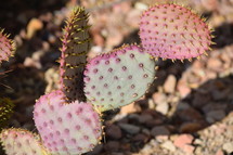 purple and green prickly pear cactus 