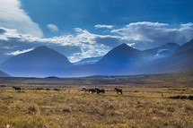 horses in a pasture and mountain view 