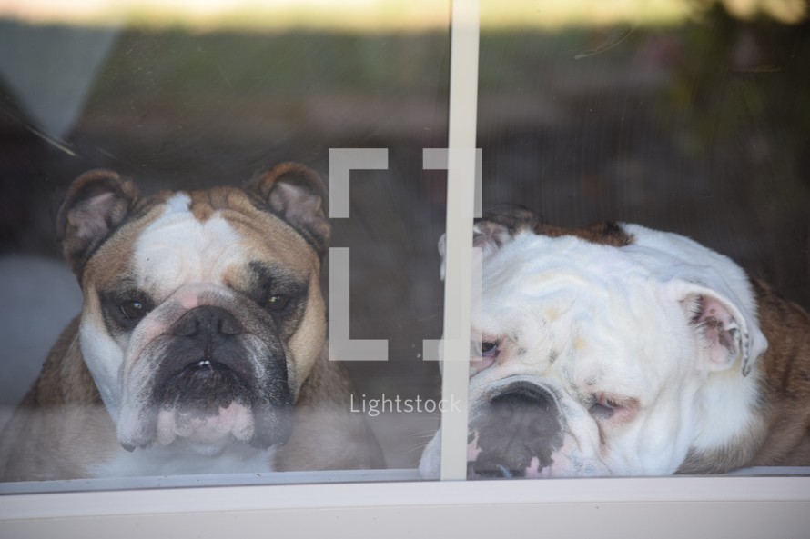 Missing you, come back soon - bulldogs anxiously waiting in a window for their owners return 