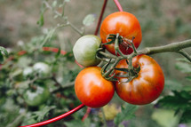 tomatoes on the vine 