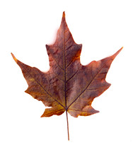 brown maple leaf 