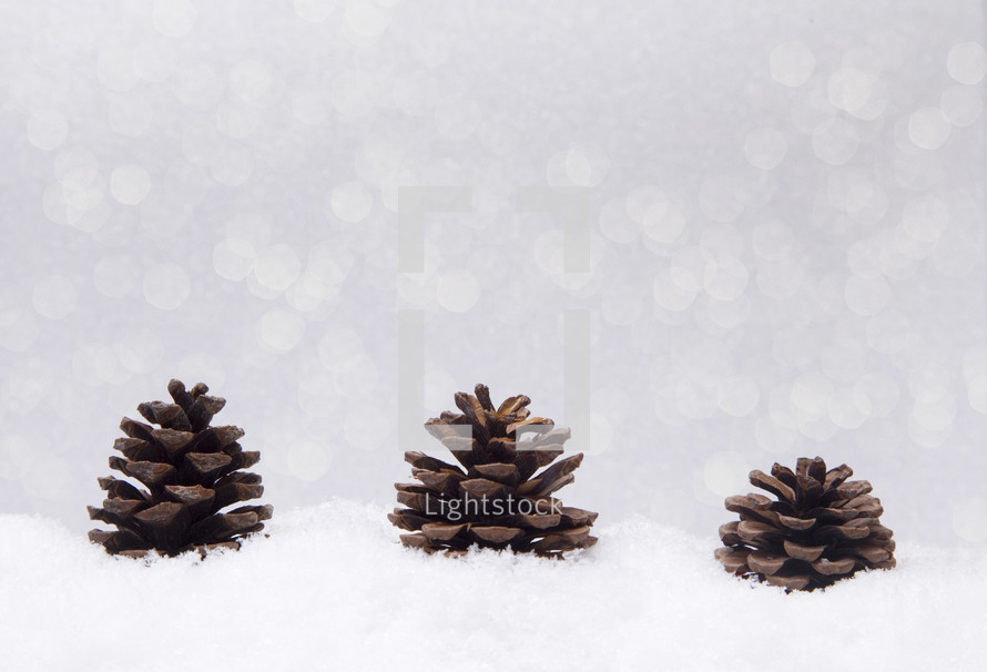pine cones in snow 