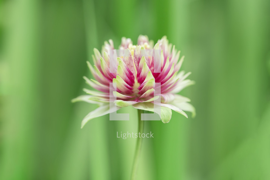 a clover flower closeup 