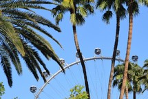 High Roller ferris wheel and Palm trees in Las Vegas 