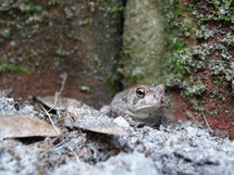 Brown frog hiding in sand against brick house