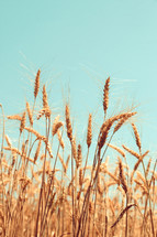 wheat field 