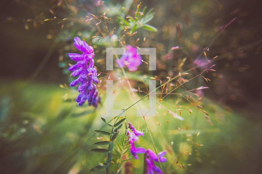 purple summer flowers 
